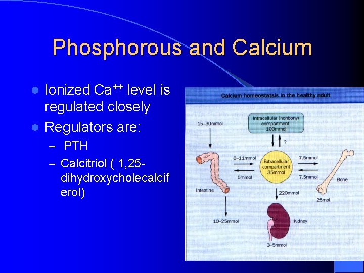Phosphorous and Calcium Ionized Ca++ level is regulated closely l Regulators are: l –
