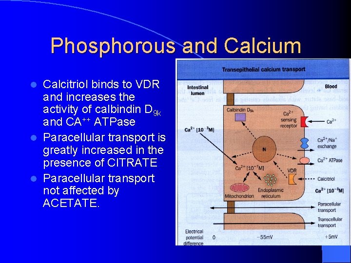 Phosphorous and Calcium Calcitriol binds to VDR and increases the activity of calbindin D