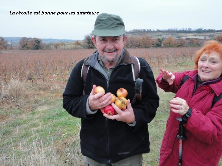 La récolte est bonne pour les amateurs 