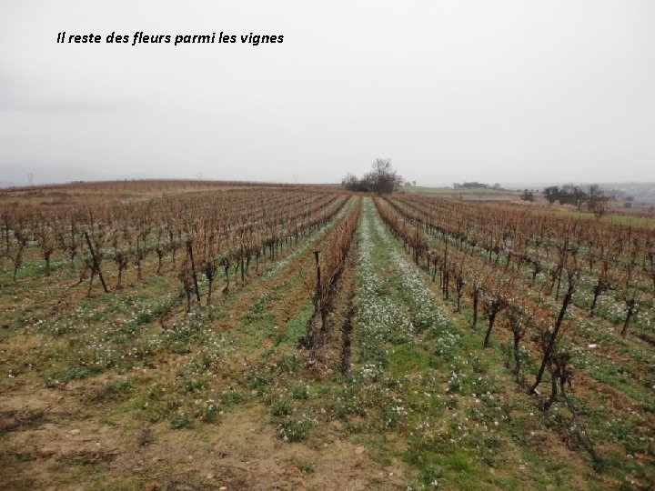 Il reste des fleurs parmi les vignes 