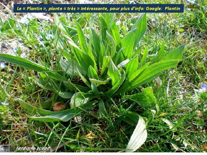 Le « Plantin » , plante « très » intéressante, pour plus d’info: Google: