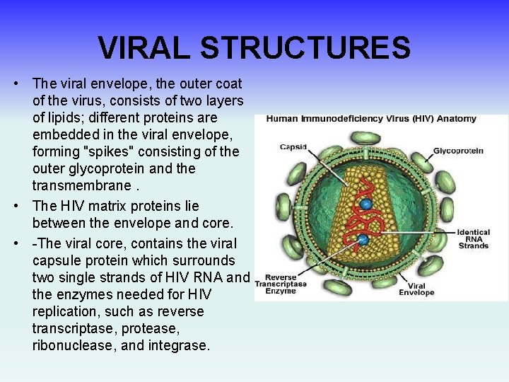 VIRAL STRUCTURES • The viral envelope, the outer coat of the virus, consists of