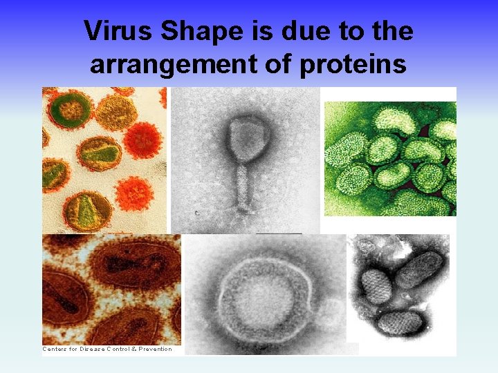 Virus Shape is due to the arrangement of proteins 