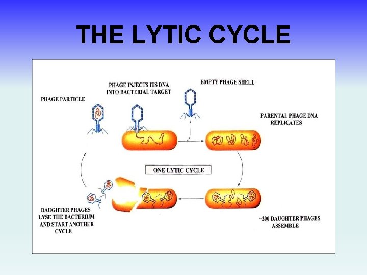 THE LYTIC CYCLE 