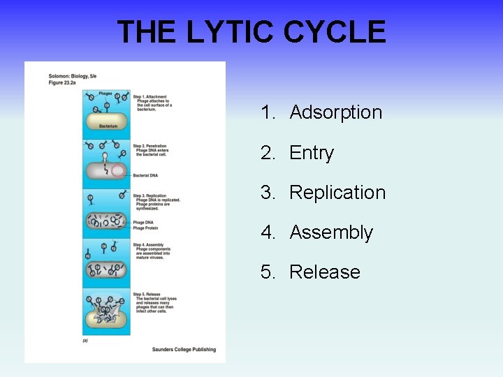 THE LYTIC CYCLE 1. Adsorption 2. Entry 3. Replication 4. Assembly 5. Release 