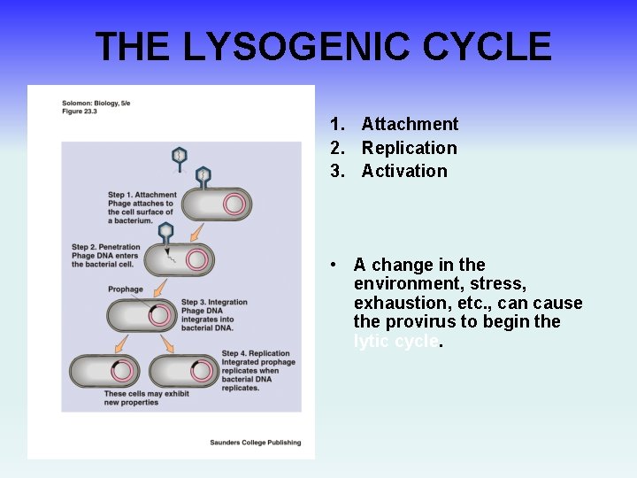 THE LYSOGENIC CYCLE 1. Attachment 2. Replication 3. Activation • A change in the