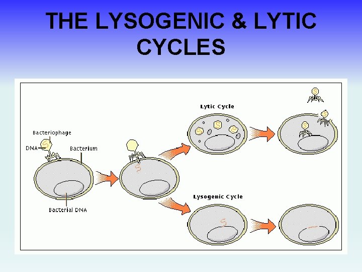 THE LYSOGENIC & LYTIC CYCLES 