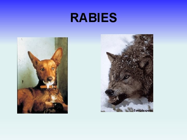 RABIES 