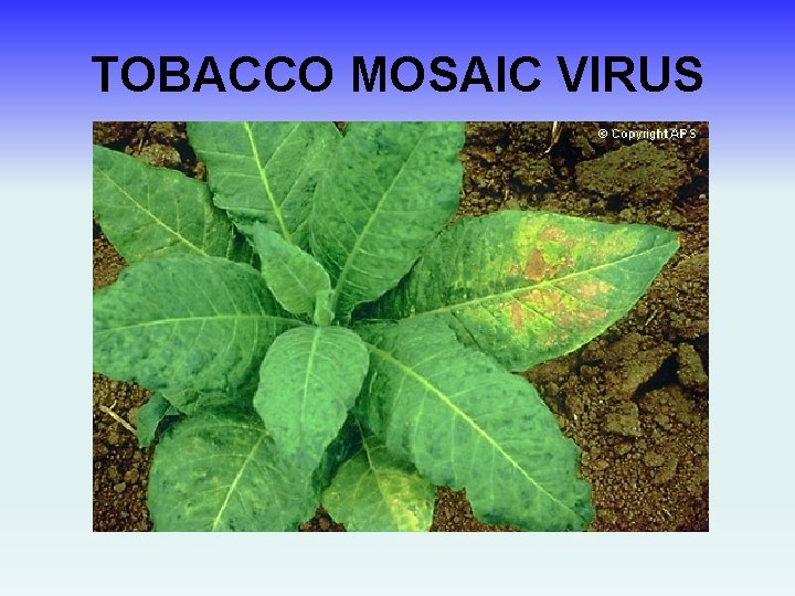 TOBACCO MOSAIC VIRUS 