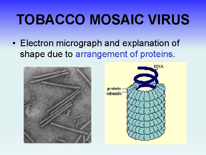 TOBACCO MOSAIC VIRUS • Electron micrograph and explanation of shape due to arrangement of