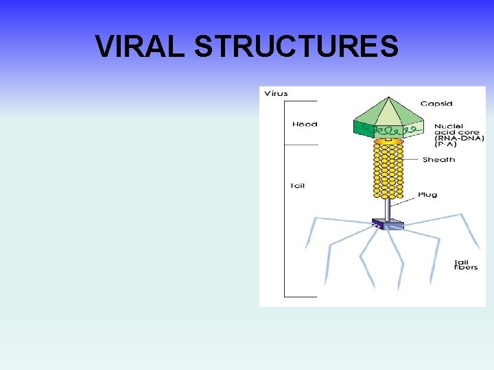 VIRAL STRUCTURES 