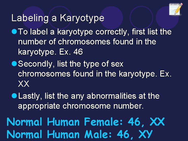 Labeling a Karyotype l To label a karyotype correctly, first list the number of