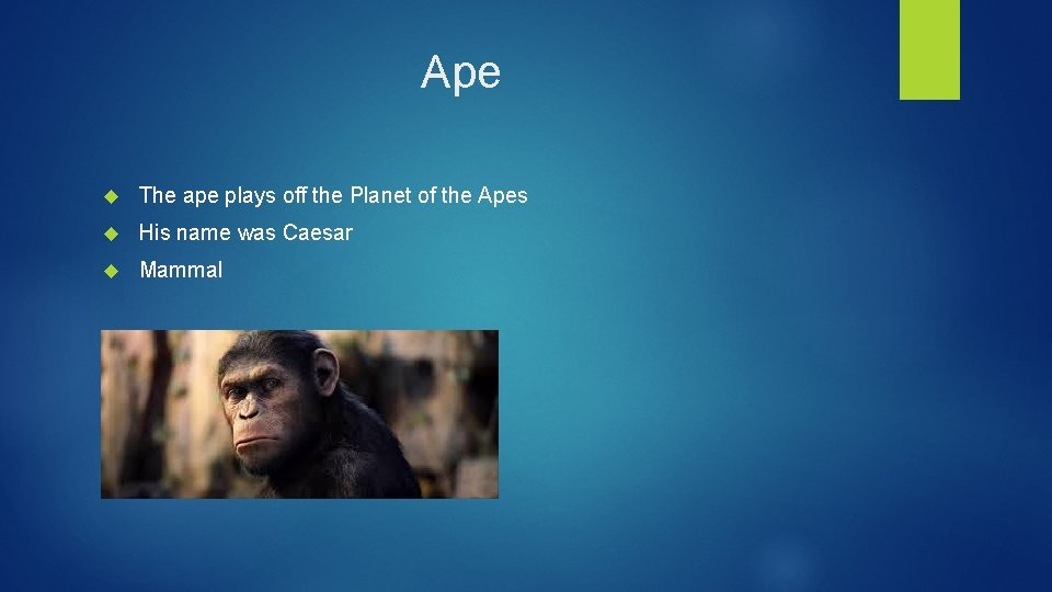 Ape The ape plays off the Planet of the Apes His name was Caesar