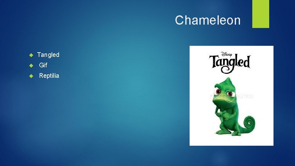 Chameleon Tangled Gif Reptilia 