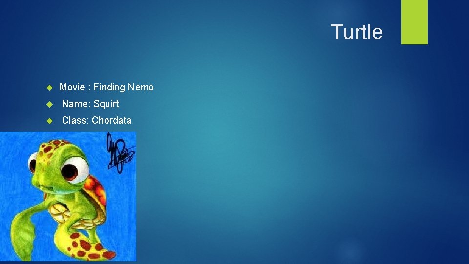 Turtle Movie : Finding Nemo Name: Squirt Class: Chordata 