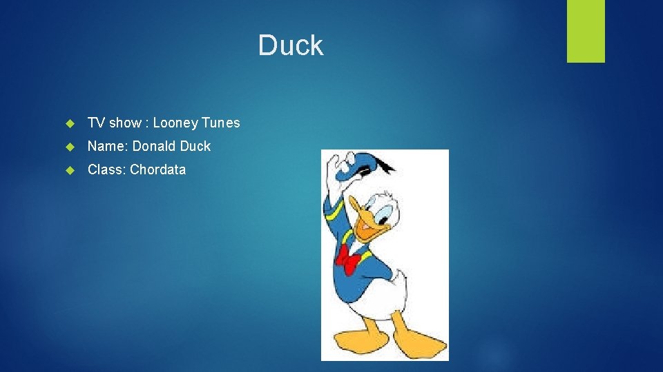 Duck TV show : Looney Tunes Name: Donald Duck Class: Chordata 