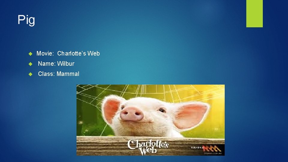 Pig Movie: Charlotte’s Web Name: Wilbur Class: Mammal 