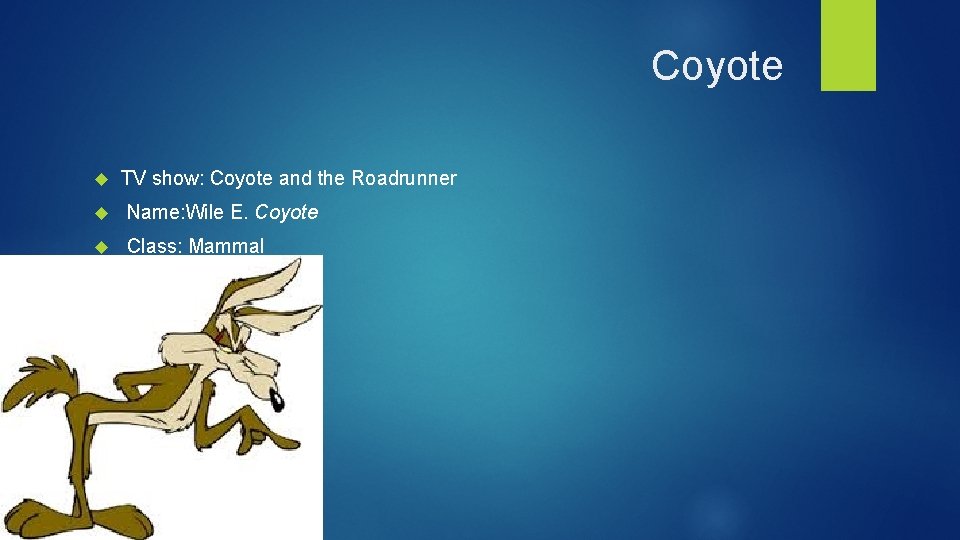 Coyote TV show: Coyote and the Roadrunner Name: Wile E. Coyote Class: Mammal 