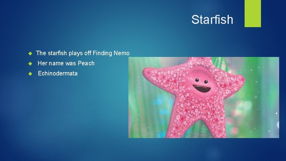 Starfish The starfish plays off Finding Nemo Her name was Peach Echinodermata 