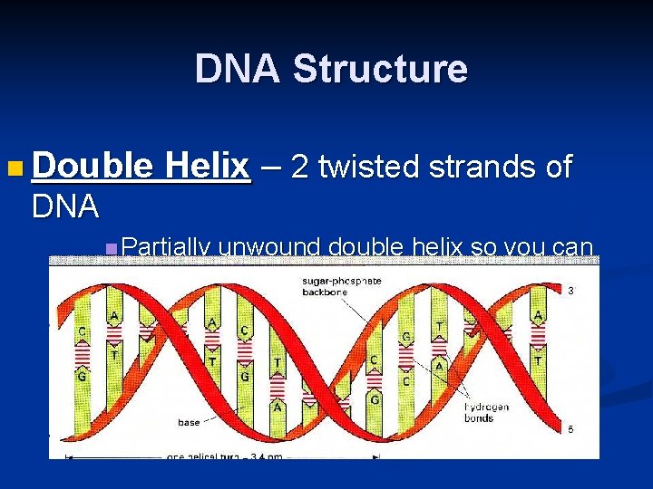 DNA Structure n Double Helix – 2 twisted strands of DNA n Partially unwound