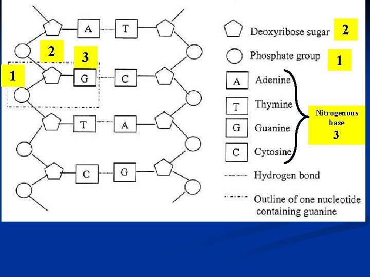 2 2 1 3 1 Nitrogenous base 3 