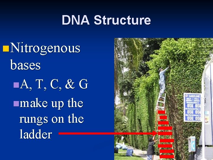 DNA Structure n Nitrogenous bases n. A, T, C, & G nmake up the