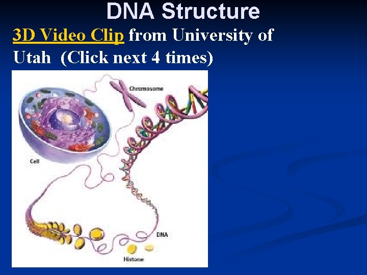 DNA Structure 3 D Video Clip from University of Utah (Click next 4 times)