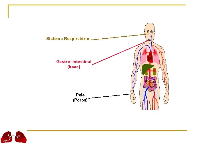 Sistema Respiratório Gastro- intestinal (boca) Pele (Poros) 