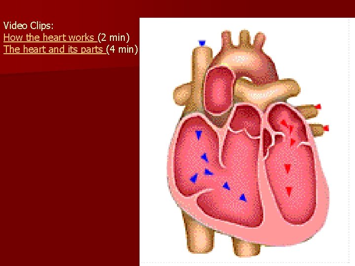 Video Clips: How the heart works (2 min) The heart and its parts (4 Video Clips: How the heart works (2 min) The heart and its parts (4