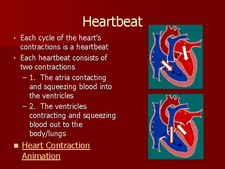 Heartbeat Each cycle of the heart’s contractions is a heartbeat • Each heartbeat consists Heartbeat Each cycle of the heart’s contractions is a heartbeat • Each heartbeat consists