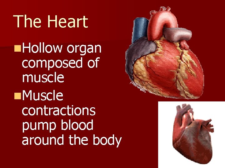 The Heart n. Hollow organ composed of muscle n. Muscle contractions pump blood around The Heart n. Hollow organ composed of muscle n. Muscle contractions pump blood around