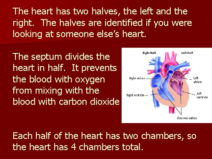 The heart has two halves, the left and the right. The halves are identified The heart has two halves, the left and the right. The halves are identified