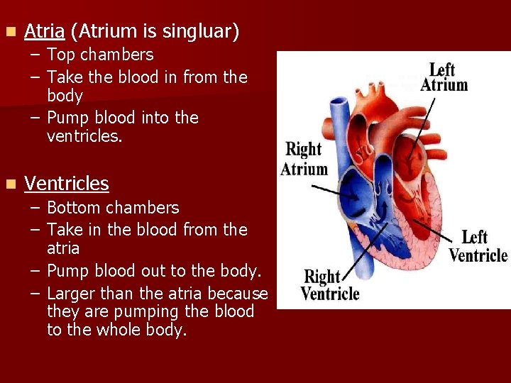 n Atria (Atrium is singluar) – Top chambers – Take the blood in from n Atria (Atrium is singluar) – Top chambers – Take the blood in from
