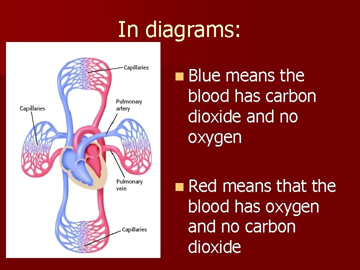 In diagrams: n Blue means the blood has carbon dioxide and no oxygen n In diagrams: n Blue means the blood has carbon dioxide and no oxygen n