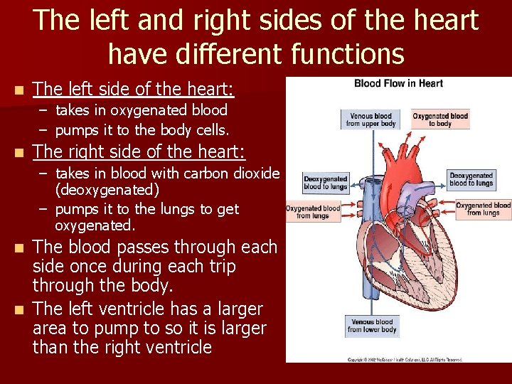 The left and right sides of the heart have different functions n The left The left and right sides of the heart have different functions n The left