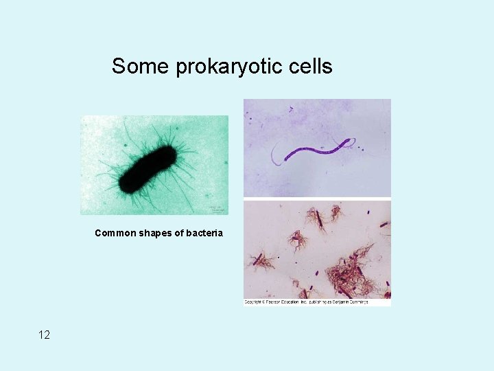 Some prokaryotic cells Common shapes of bacteria 12 