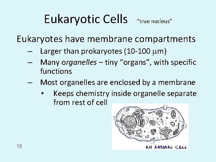 Eukaryotic Cells “true nucleus” Eukaryotes have membrane compartments – Larger than prokaryotes (10 -100