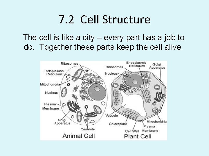 7. 2 Cell Structure The cell is like a city – every part has