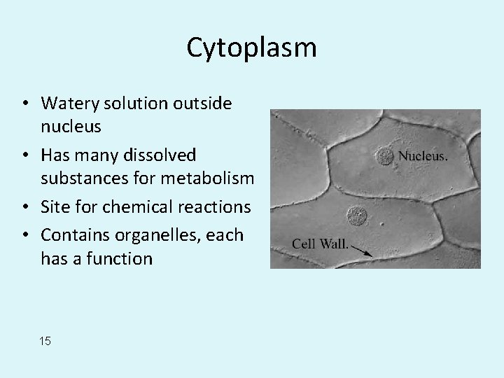 Cytoplasm • Watery solution outside nucleus • Has many dissolved substances for metabolism •