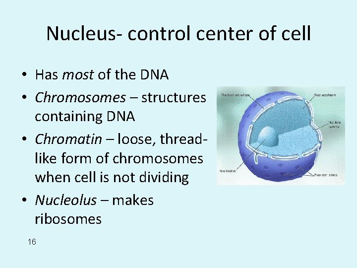 Nucleus- control center of cell • Has most of the DNA • Chromosomes –