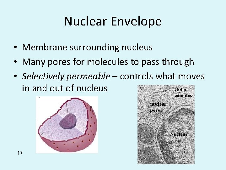 Nuclear Envelope • Membrane surrounding nucleus • Many pores for molecules to pass through