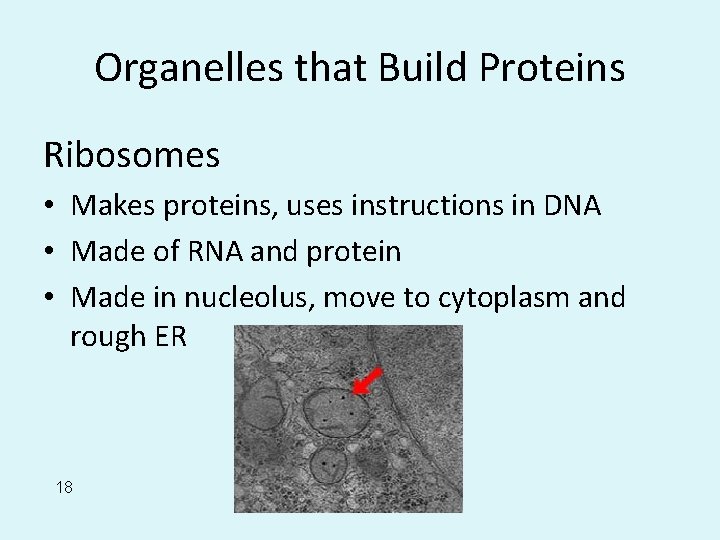 Organelles that Build Proteins Ribosomes • Makes proteins, uses instructions in DNA • Made