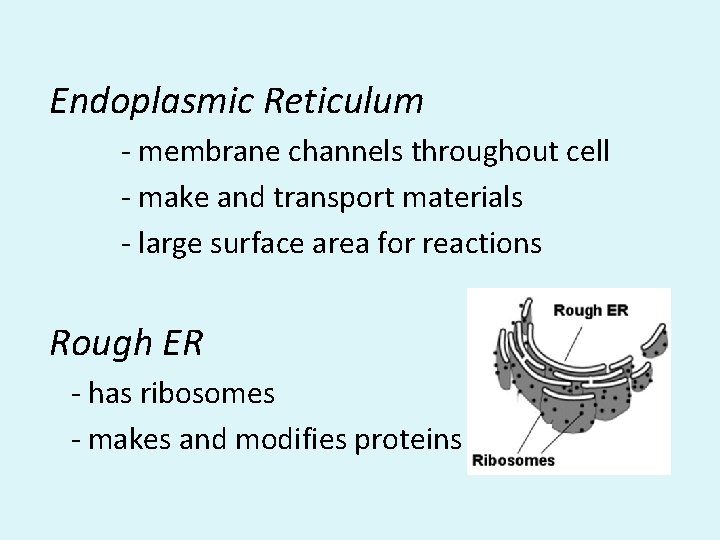 Endoplasmic Reticulum - membrane channels throughout cell - make and transport materials - large