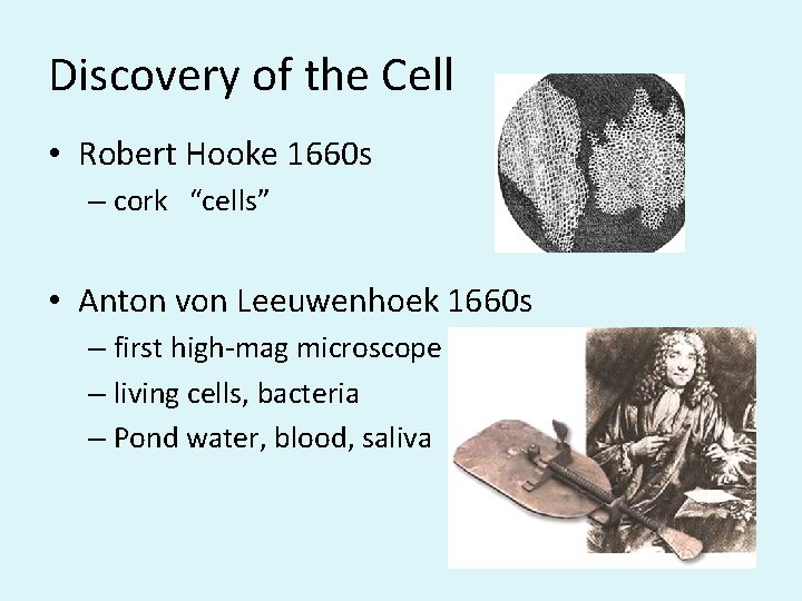 Discovery of the Cell • Robert Hooke 1660 s – cork “cells” • Anton