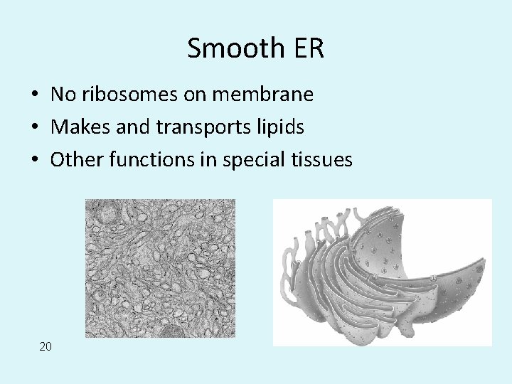 Smooth ER • No ribosomes on membrane • Makes and transports lipids • Other
