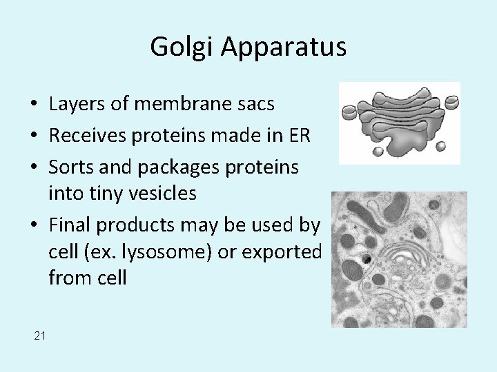 Golgi Apparatus • Layers of membrane sacs • Receives proteins made in ER •