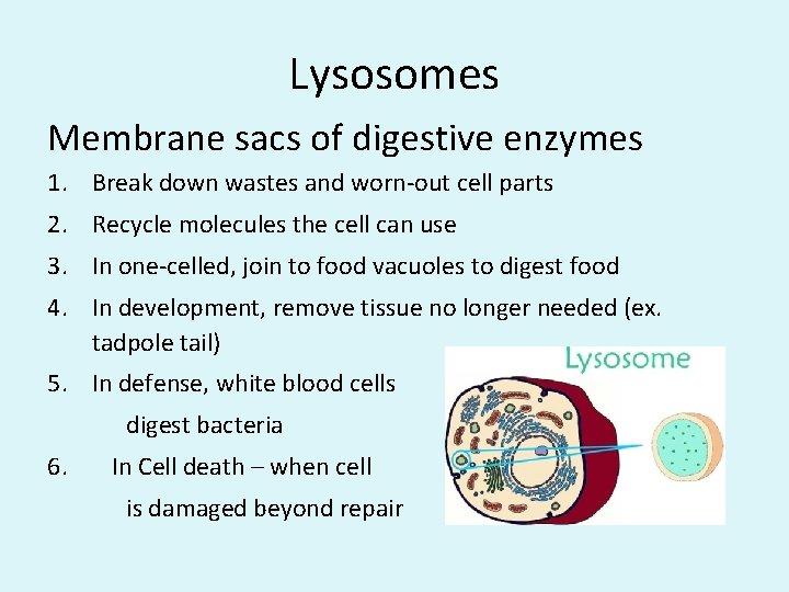 Lysosomes Membrane sacs of digestive enzymes 1. Break down wastes and worn-out cell parts