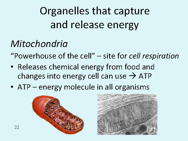 Organelles that capture and release energy Mitochondria “Powerhouse of the cell” – site for