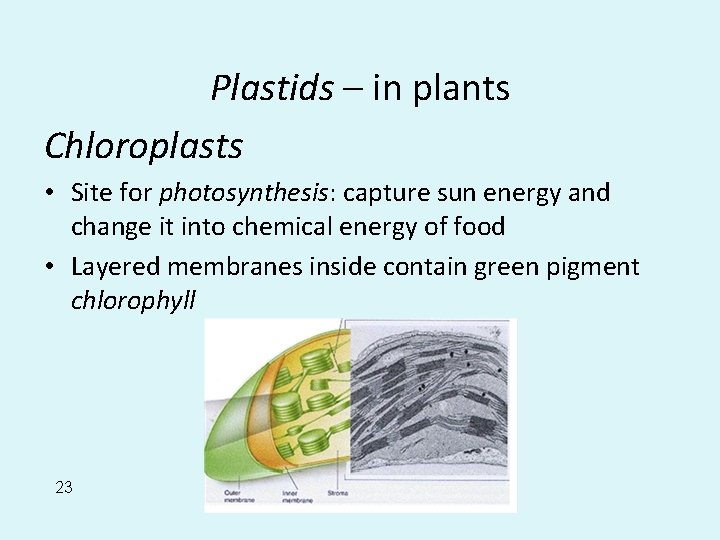 Plastids – in plants Chloroplasts • Site for photosynthesis: capture sun energy and change