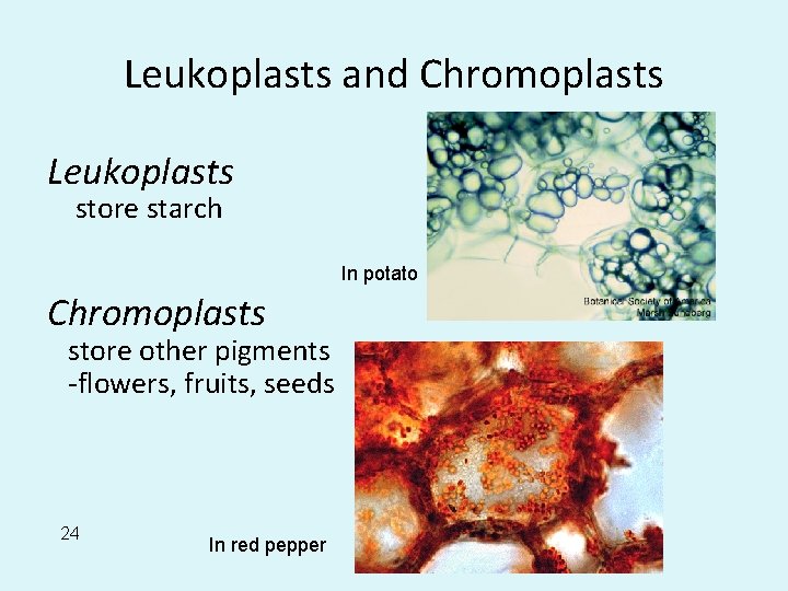 Leukoplasts and Chromoplasts Leukoplasts store starch In potato Chromoplasts store other pigments -flowers, fruits,